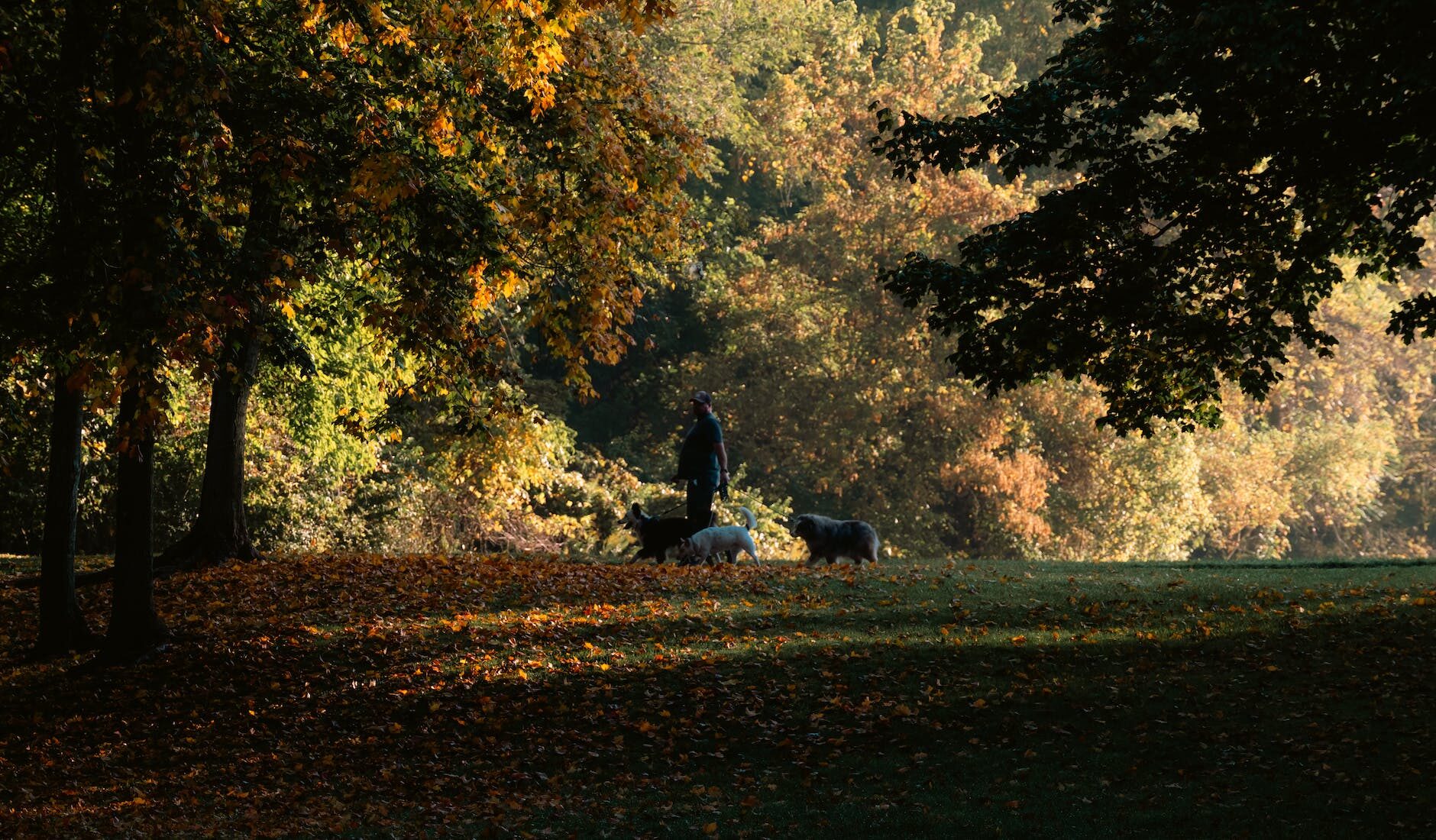 man walking dogs in an autumn park