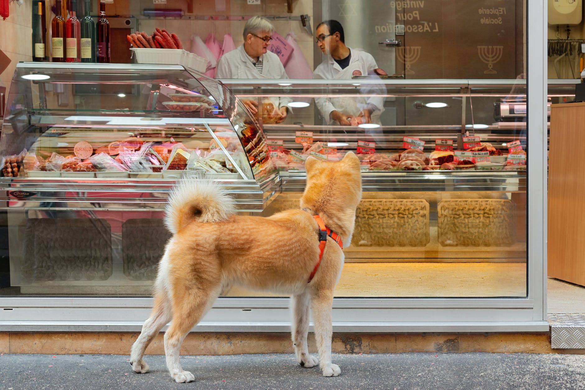 a shiba inu looking into a store