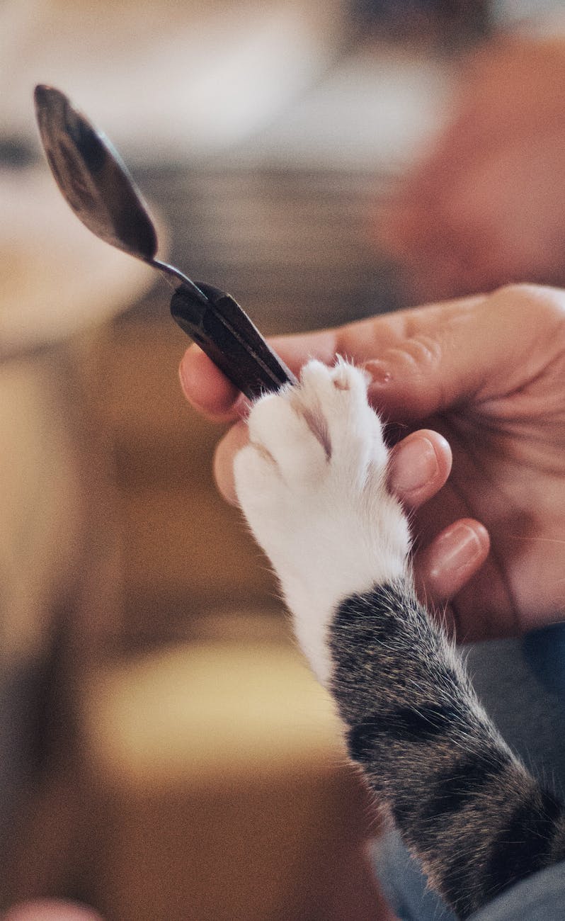 hand and cat paw on spoon