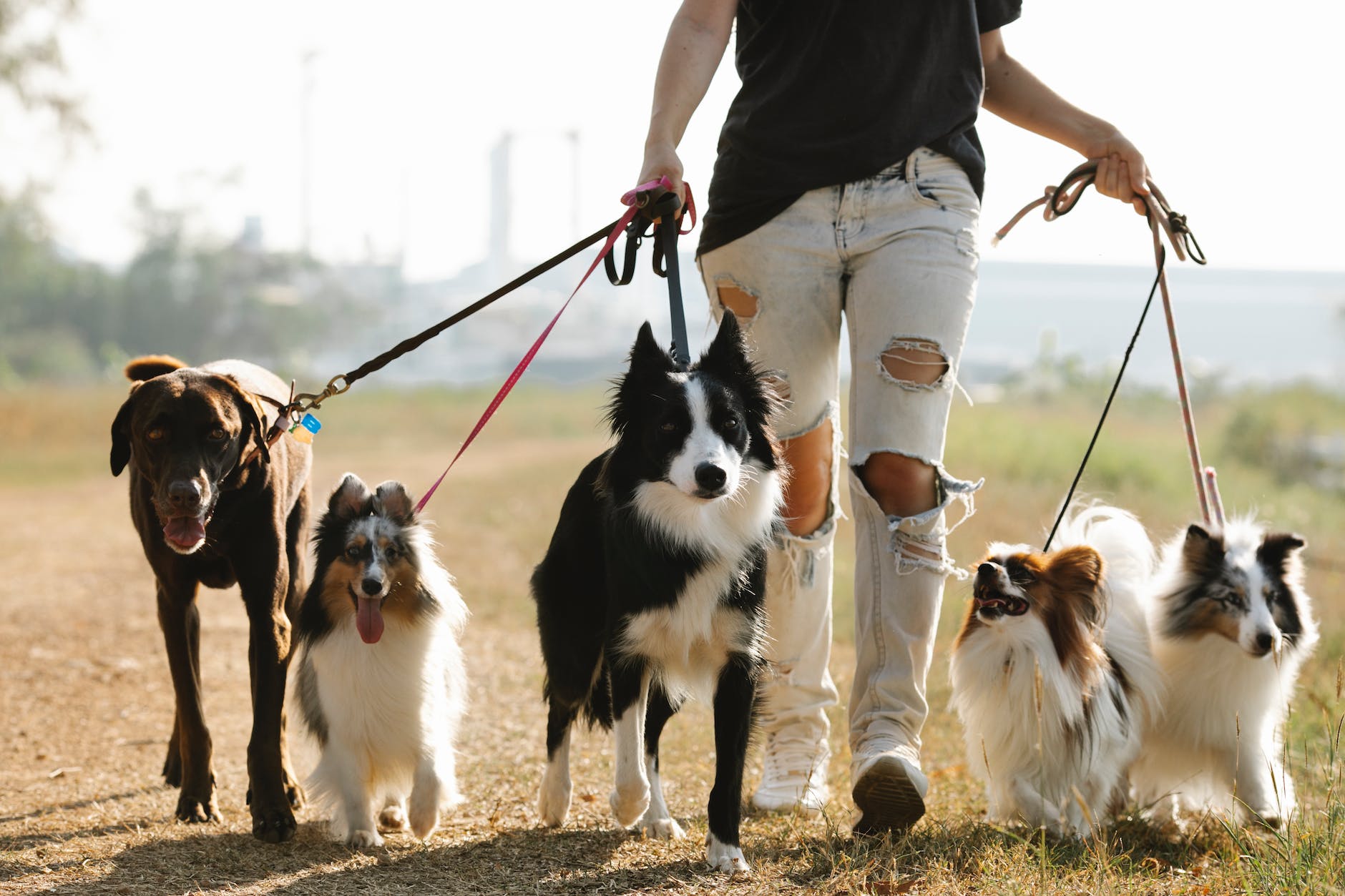 unrecognizable woman walking dogs on leashes in countryside